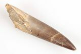 Fossil Plesiosaur (Zarafasaura) Tooth - Morocco #202001-1